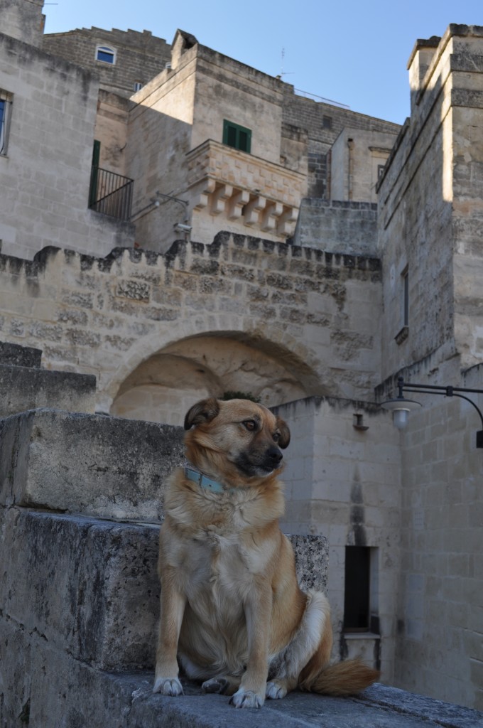 Dog in Matera 