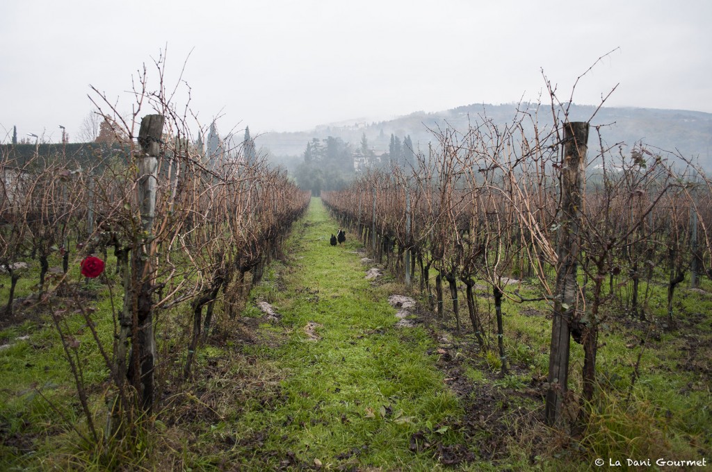 Azienda Agricola Marini Giuseppe