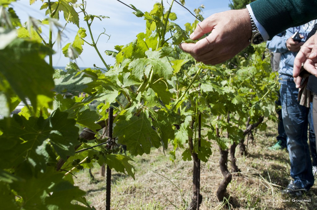 Uve Cabernet-Sauvigno