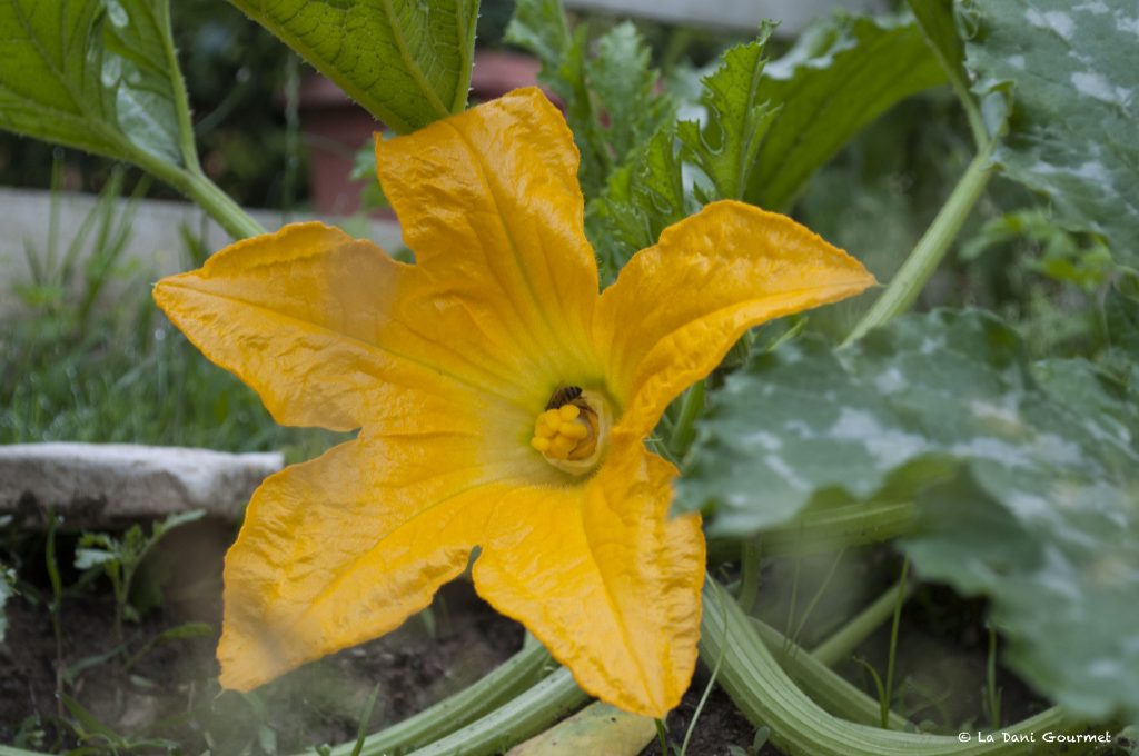 Fiore di zucchina