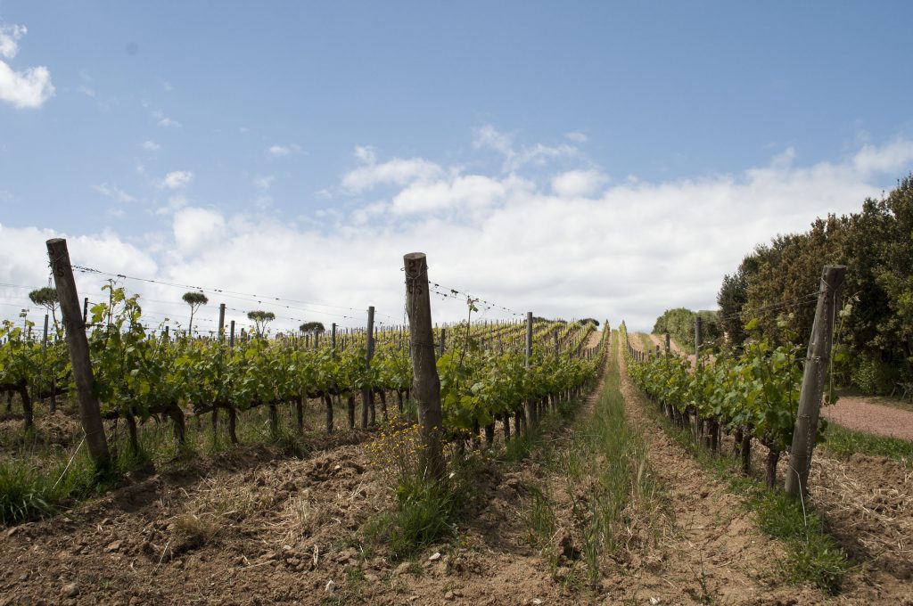 Tenuta Poggio Rosso