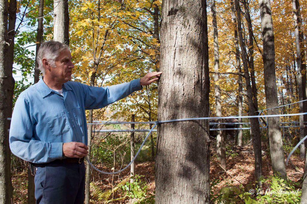 maple-syrup-putnam-family-farm